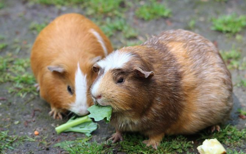 Cavia