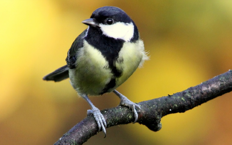Gefascineerd vogeltje