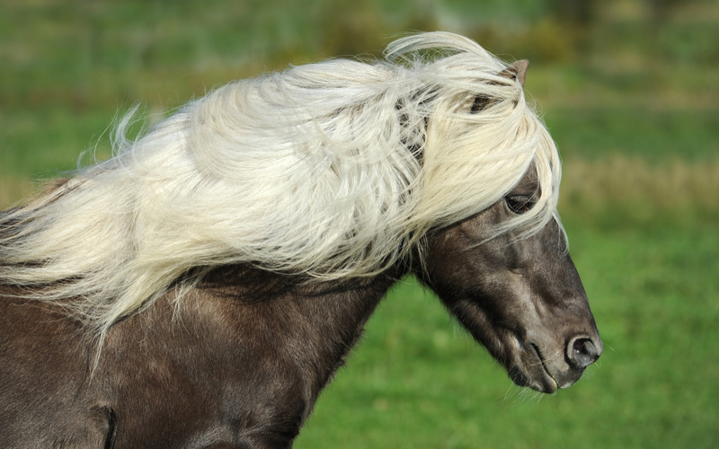 Pony